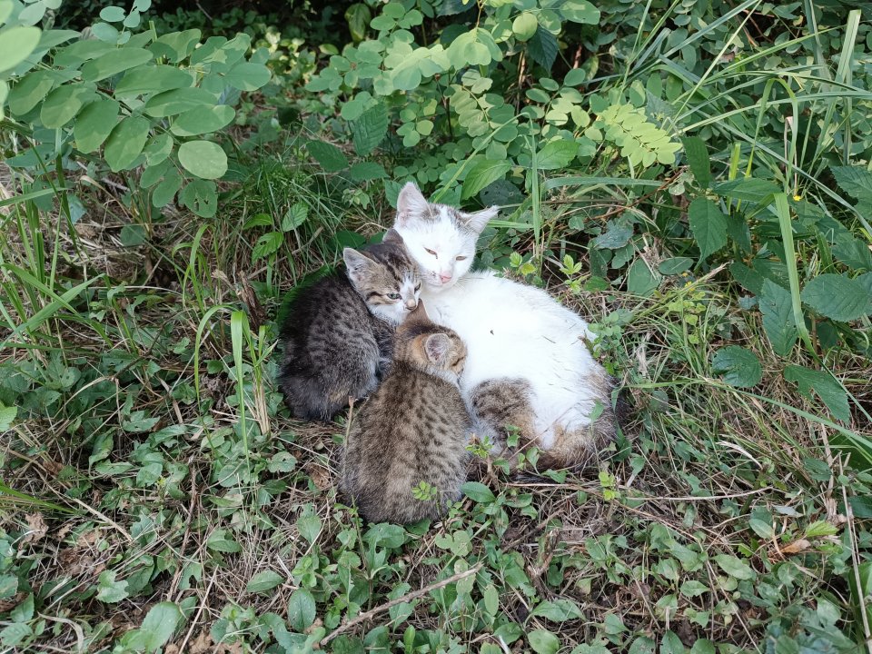 Plik graficzny w formacie jpg